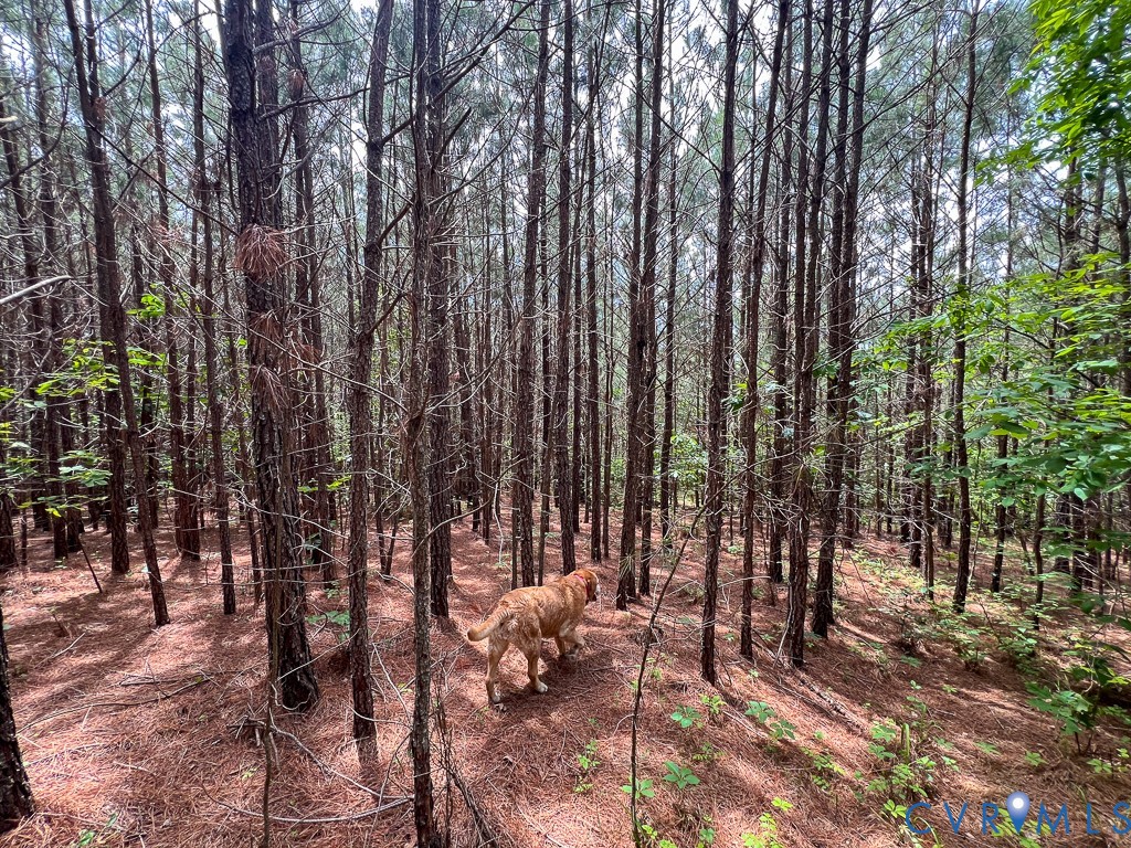 32082 Sparta Road Milford, VA 22514 - Photo 23 of 39