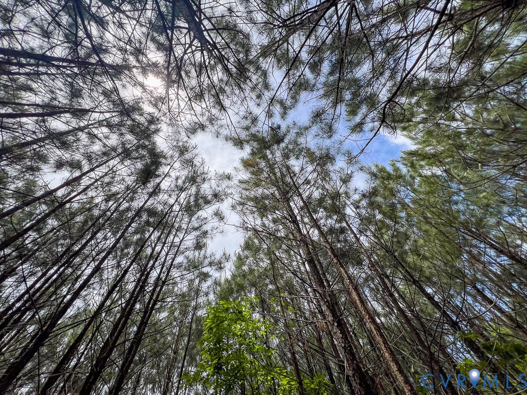 32082 Sparta Road Milford, VA 22514 - Photo 25 of 39