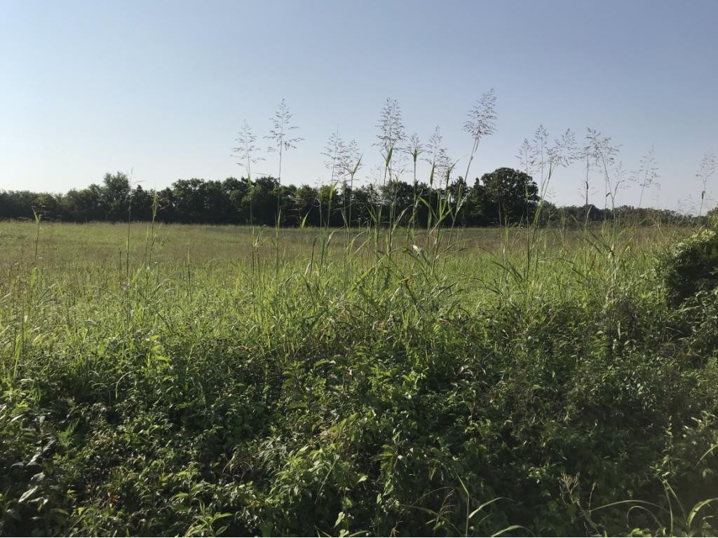 Lot 1-2 Timber Ridge Road Greeneville, TN 37743 - Photo 7 of 30 Photo 7