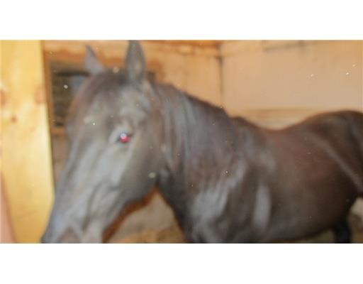 1250 Pinewood Road Irwin, PA 15642 - Photo 14 of 18 Other. 4 stalls for horses (Horses sold separately.)