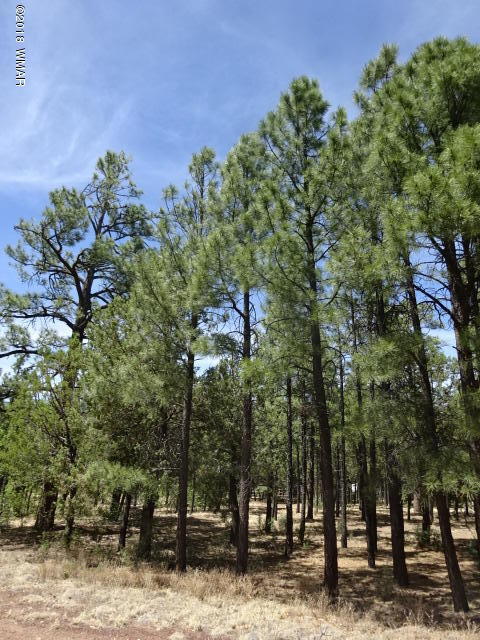 3146 West Rim Road Lakeside, AZ 85929 - Photo 2 of 6 Gallery Image 2