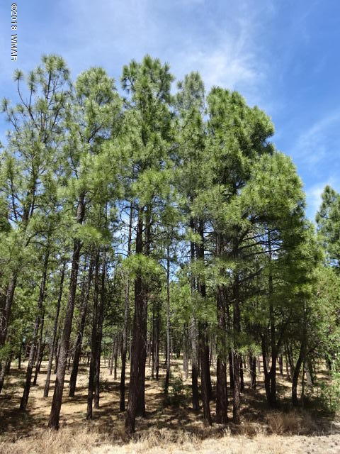 3146 West Rim Road Lakeside, AZ 85929 - Photo 3 of 6 Gallery Image 3