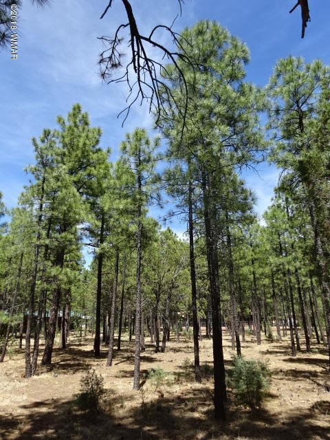 3146 West Rim Road Lakeside, AZ 85929 - Photo 4 of 6 Gallery Image 4