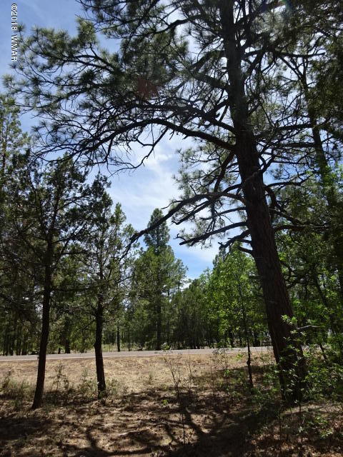 3146 West Rim Road Lakeside, AZ 85929 - Photo 5 of 6 Gallery Image 5