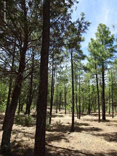 3146 West Rim Road Lakeside, AZ 85929 - Photo 6 of 6 Gallery Image 6
