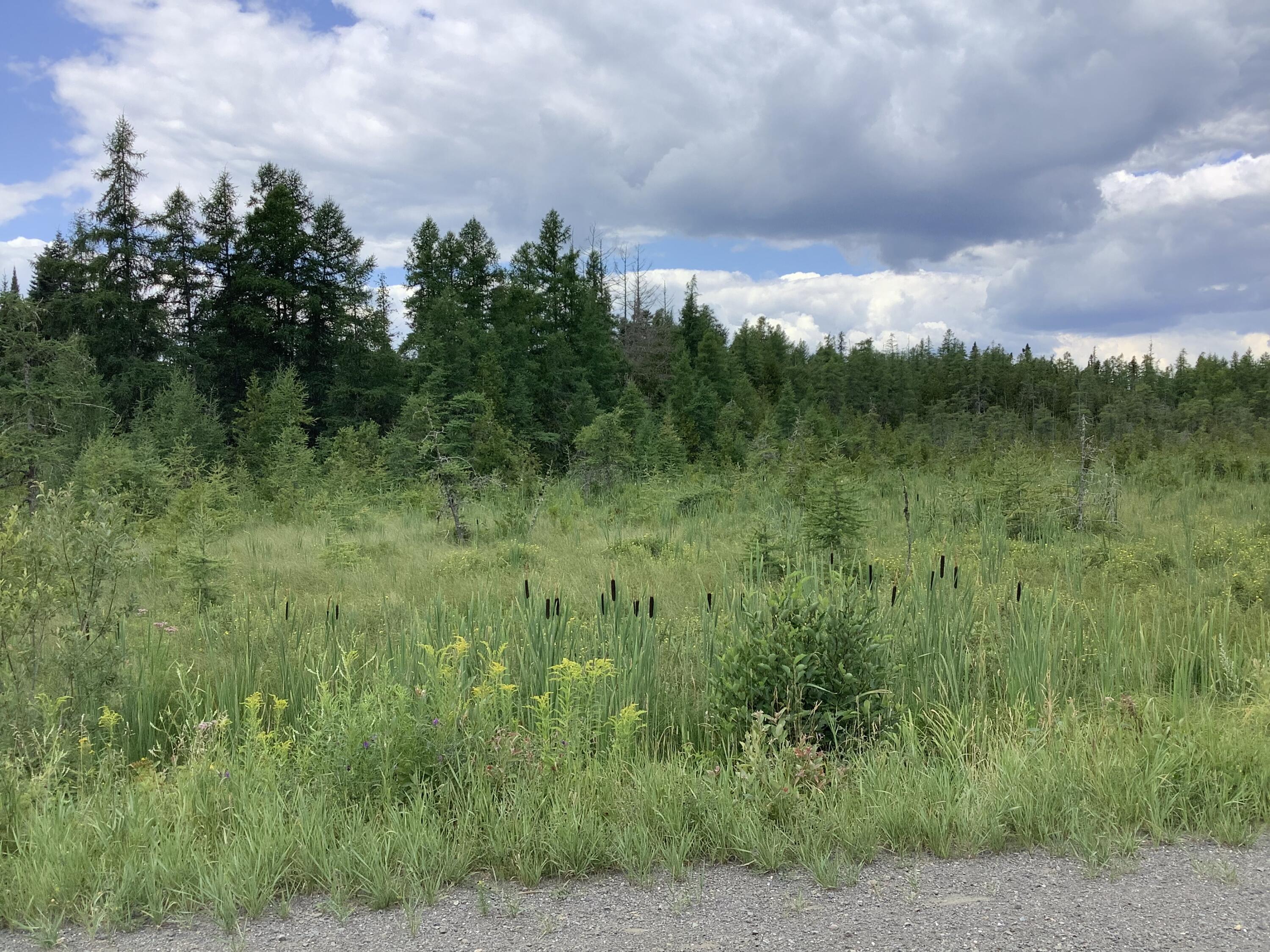 Map5-lot14a McIntyre Road Woodland, ME 04736 - Photo 9 of 12 37CC7353-15E5-4EC4-920A-59D47BD40D46