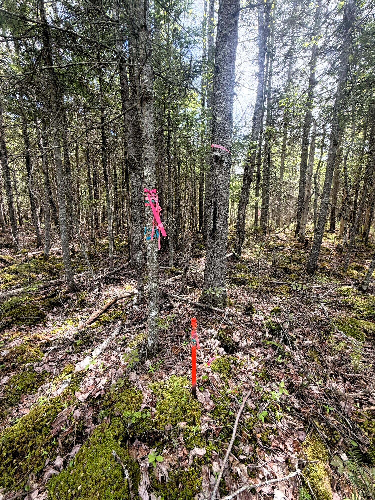 59 High Head Road East Machias, ME 04630 - Photo 6 of 11 59 HIGH HEAD RD 2