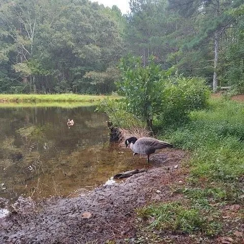a view of a lake with a forest