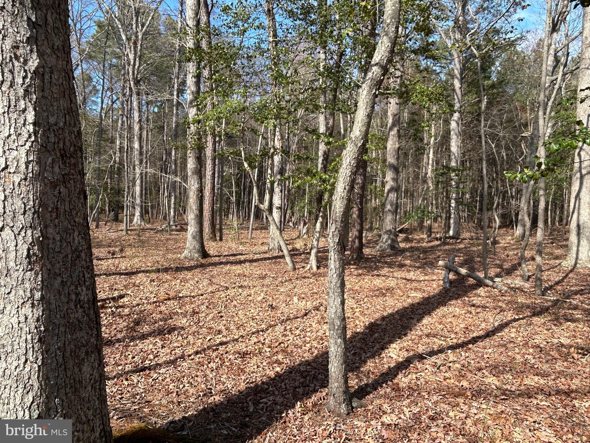 Bay Shore Road Taylors Island, MD 21669 - Photo 5 of 7 a view of a yard with large trees