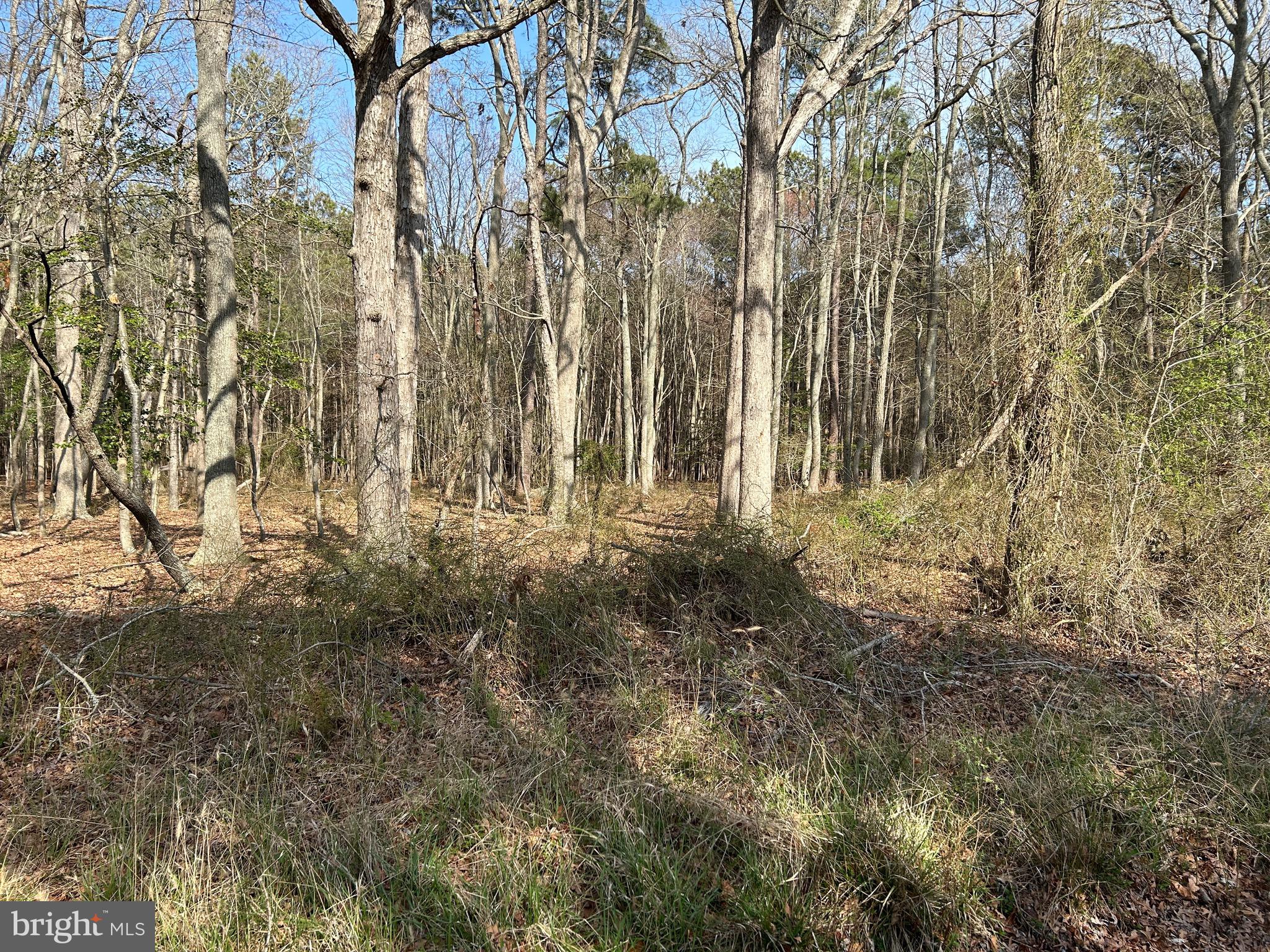 Bay Shore Road Taylors Island, MD 21669 - Photo 7 of 7 a view of outdoor space with trees