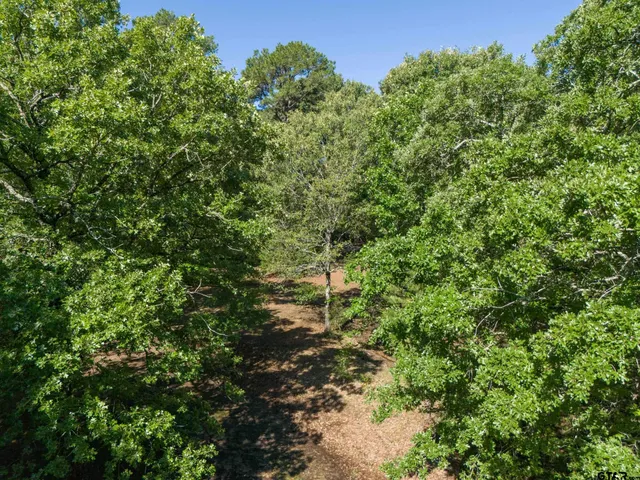 a view of a garden with a tree