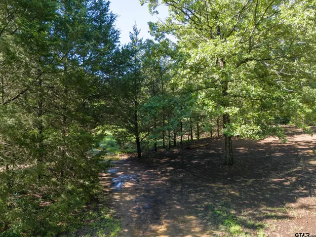 a view of a forest with trees