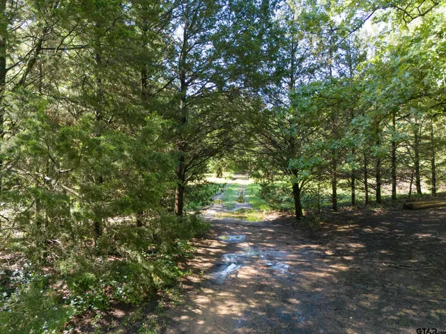 a view of a forest with trees