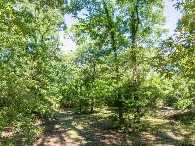 a view of a tree in a yard