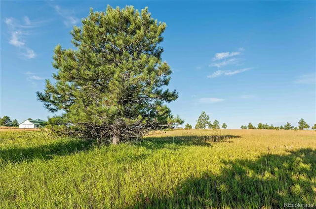 a view of a flower in a yard