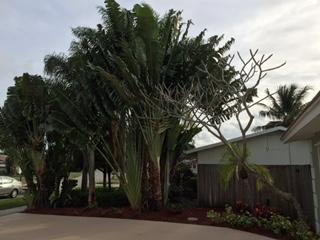 522 Dover Road Tequesta, FL 33469 - Photo 5 of 7 DOVER LANDSCAPE