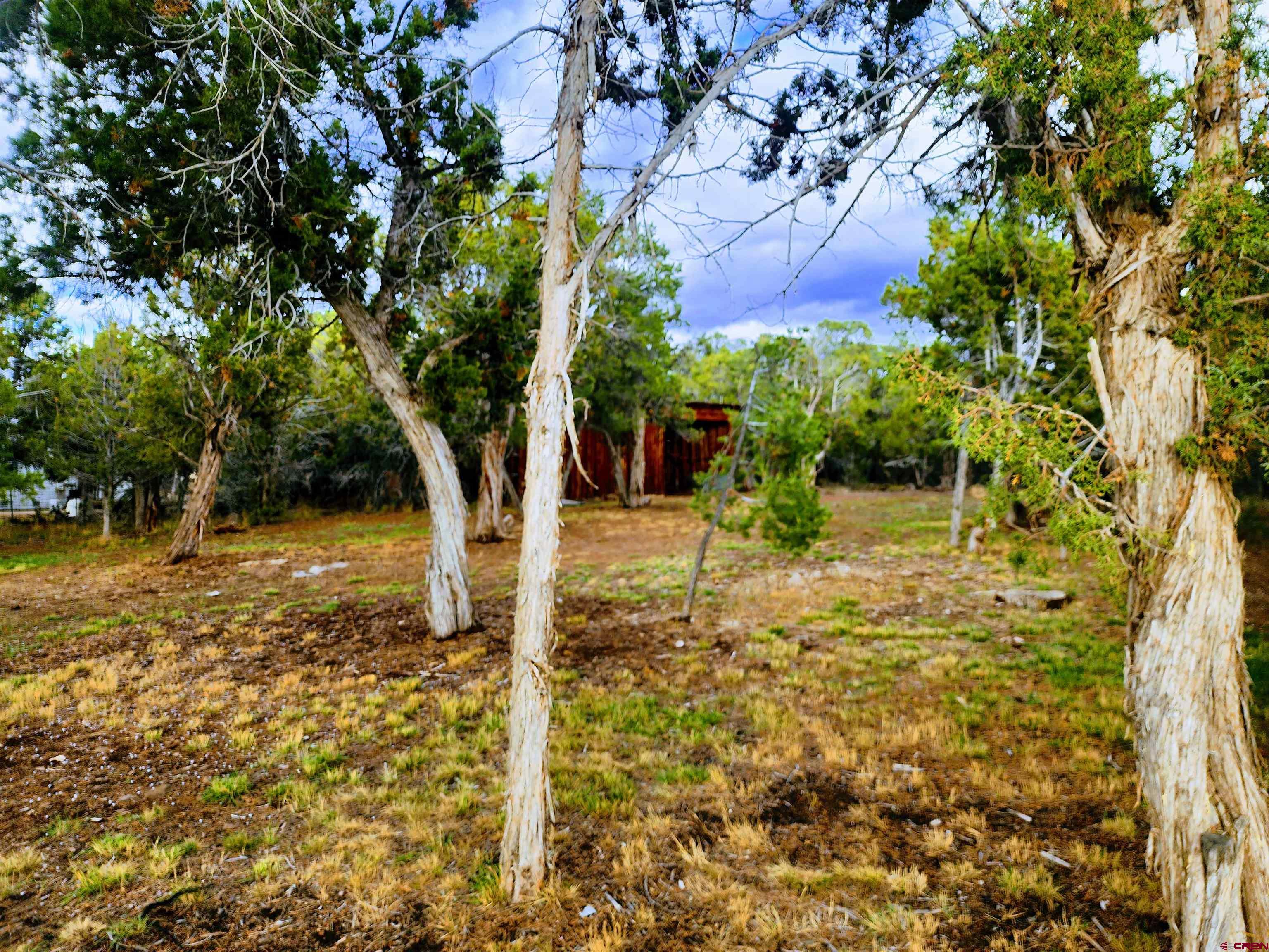 24593 Timothy Road Cedaredge, CO 81413 - Photo 32 of 33 a view of a yard with plants