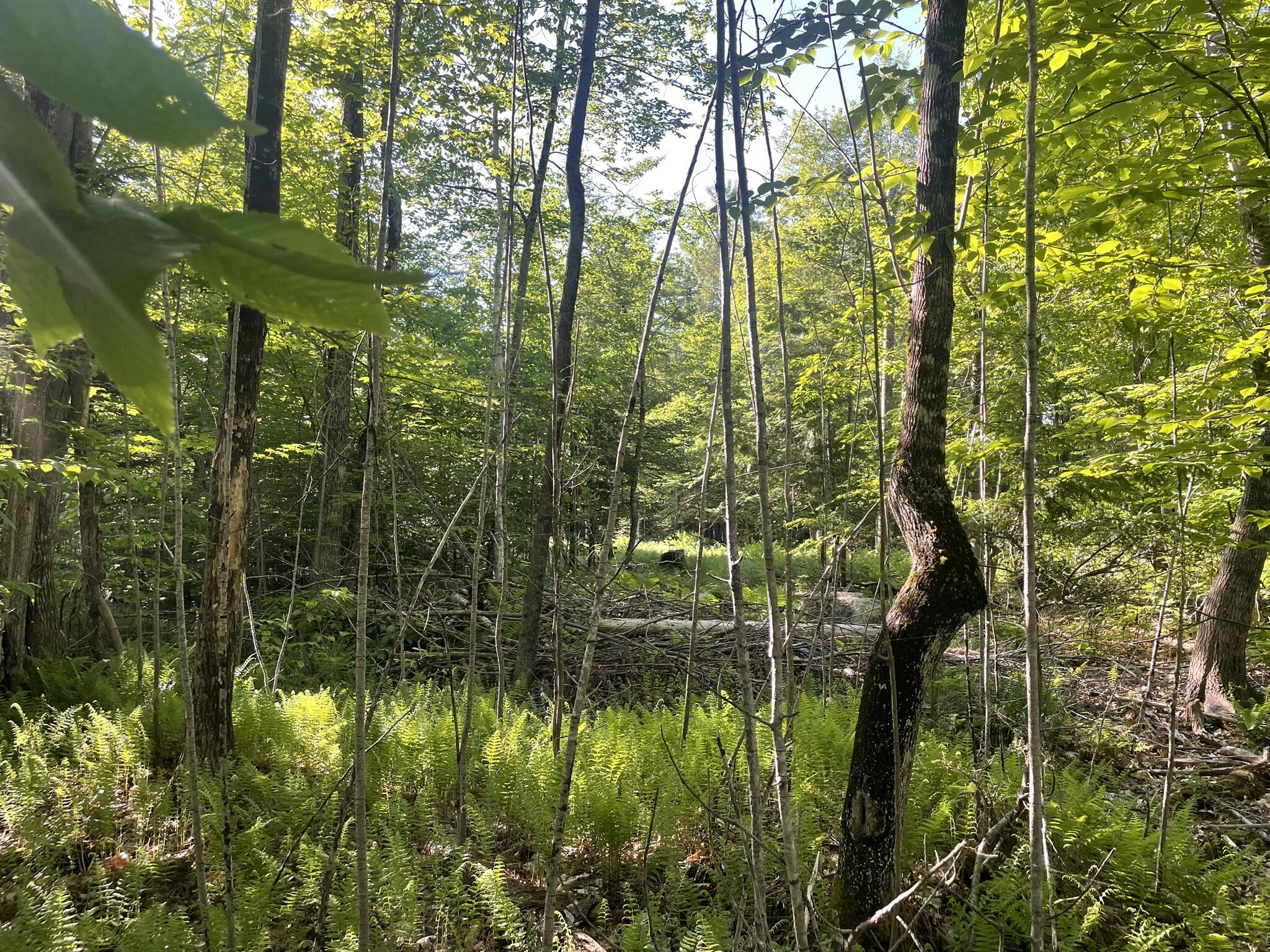 0 Macomber Road Readfield, ME 04355 - Photo 33 of 61 IMG_5668