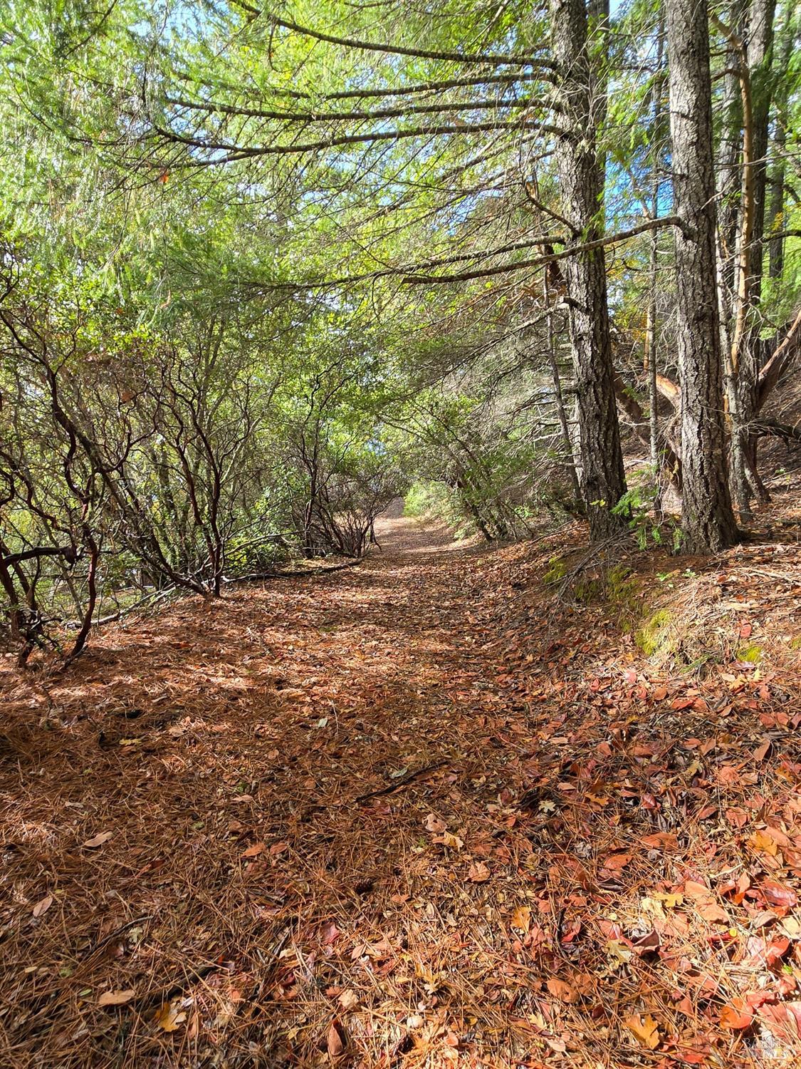 47111 Fox Rock Road Laytonville, CA 95454 - Photo 42 of 44 a view of outdoor space and a yard