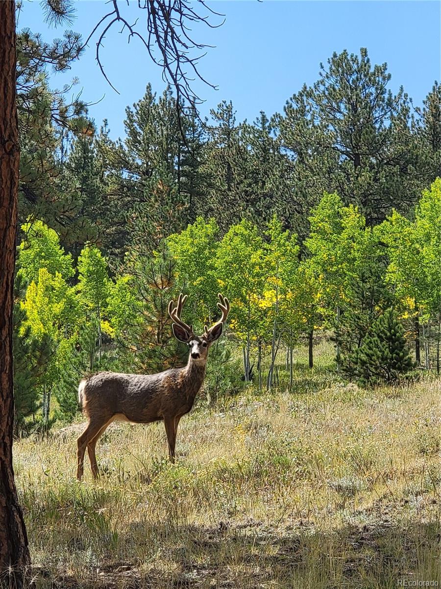2883 Wagon Wheel Road Hartsel, CO 80449 - Photo 44 of 50