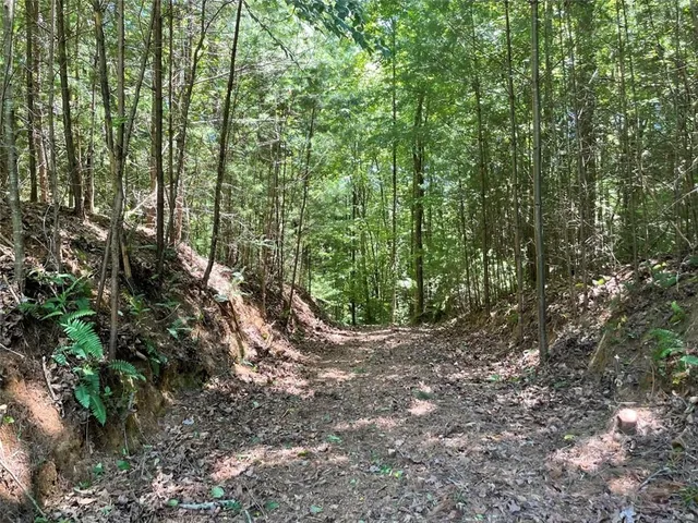 a view of a forest with trees
