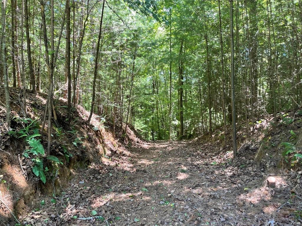 0 Sapulpa Court Ellijay, GA 30540 - Photo 11 of 12 a view of a forest with trees