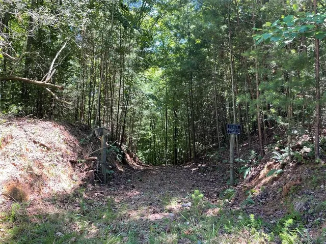 a view of a forest with trees