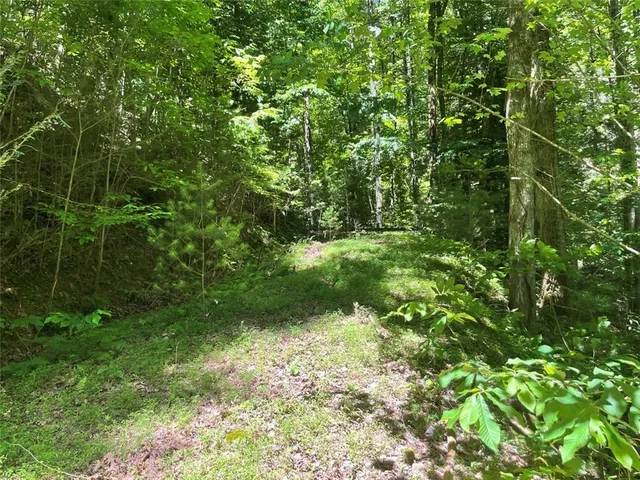 a view of a lush green forest
