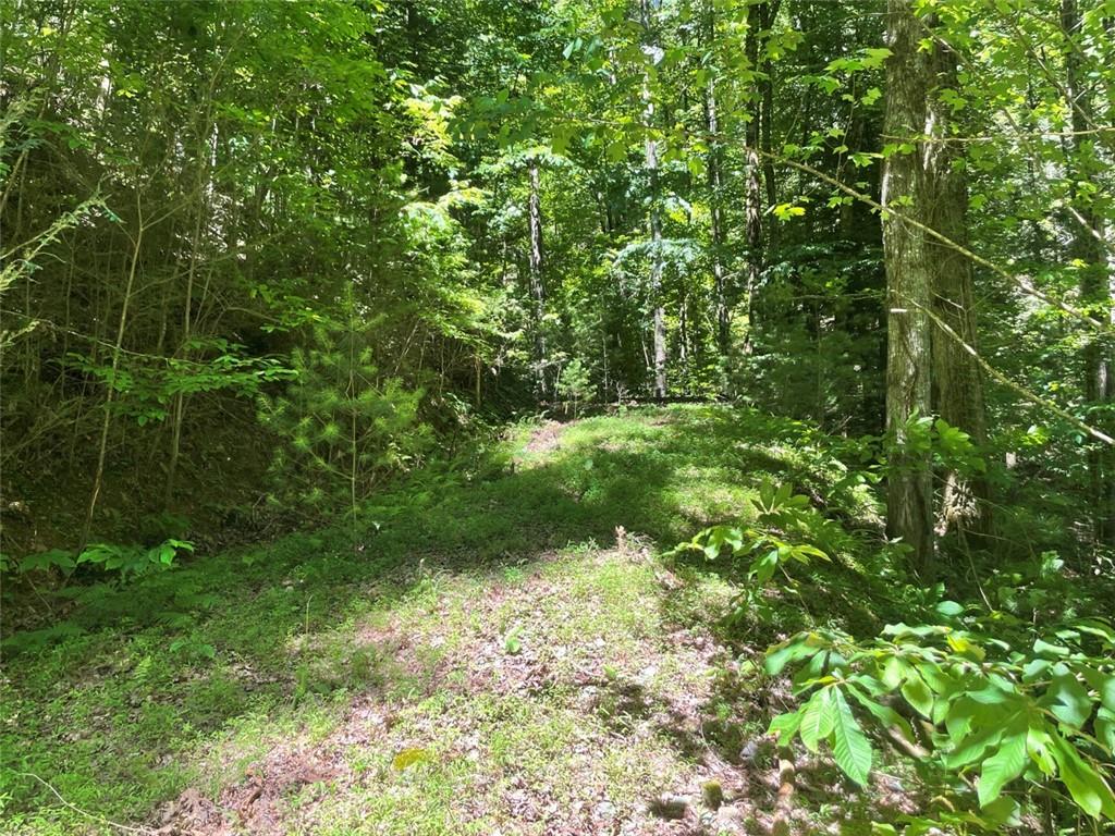 0 Sapulpa Court Ellijay, GA 30540 - Photo 7 of 12 a view of a lush green forest