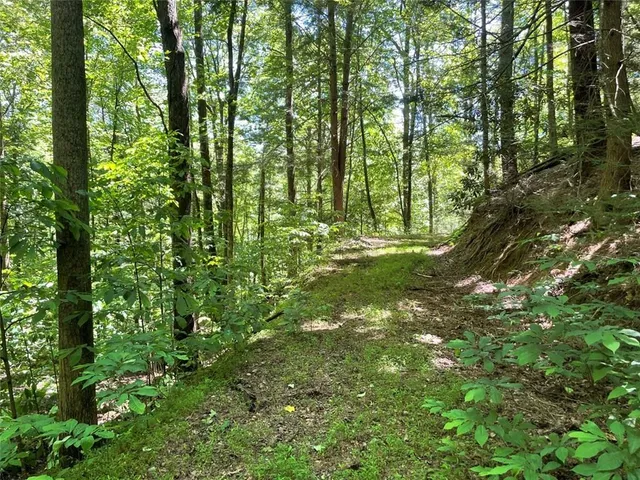 a yard with lots of trees