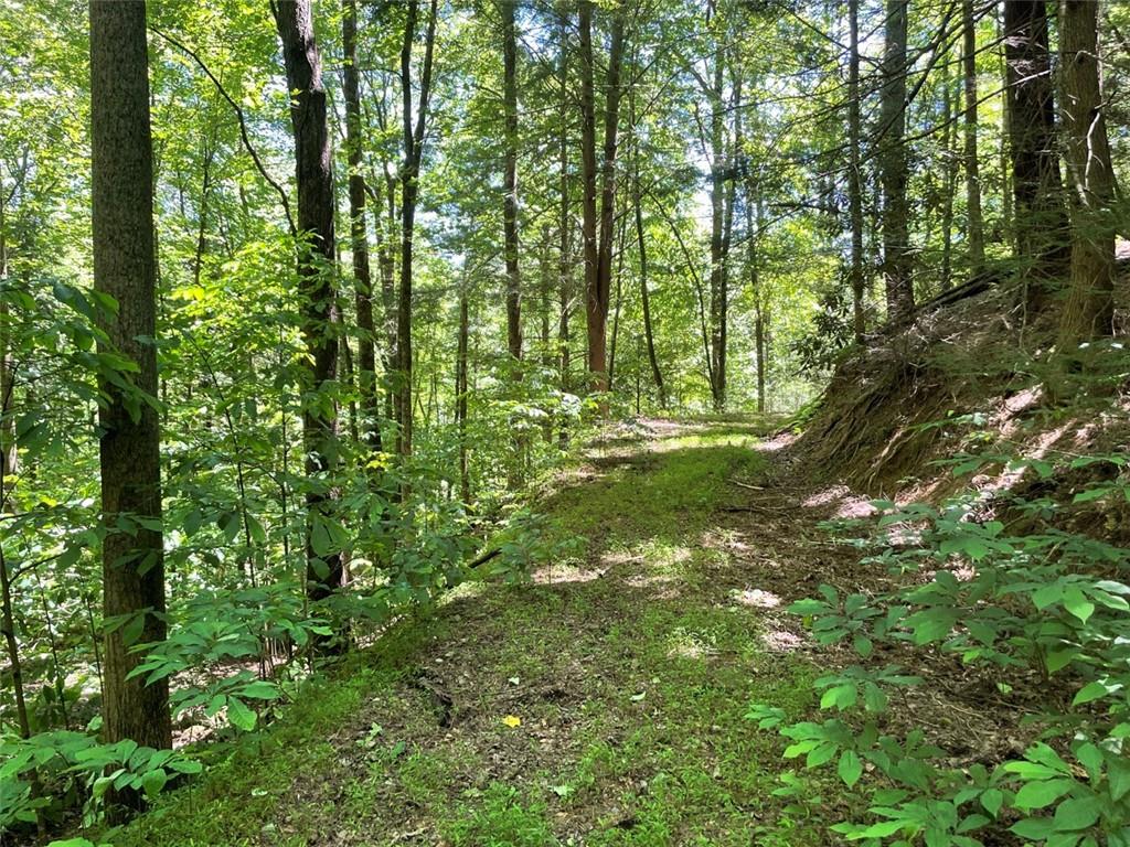 0 Sapulpa Court Ellijay, GA 30540 - Photo 8 of 12 a yard with lots of trees