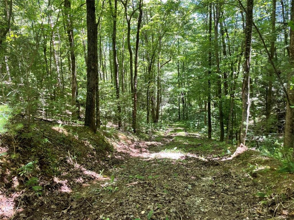 0 Sapulpa Court Ellijay, GA 30540 - Photo 10 of 12 a view of a forest
