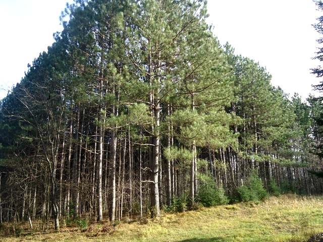 N10689 Tomptabo Road Gleason, WI 54435 - Photo 14 of 20 Gallery Image 14