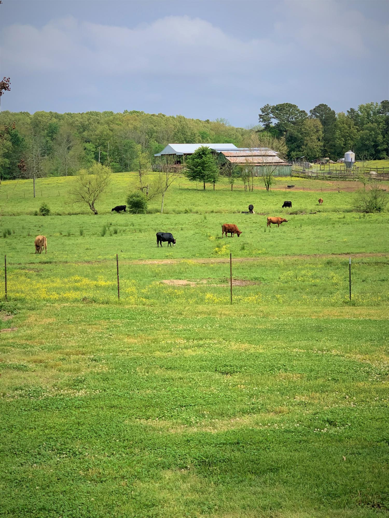 955 Humbard Road Southeast Cleveland, TN 37323 - Photo 5 of 16 955backyard