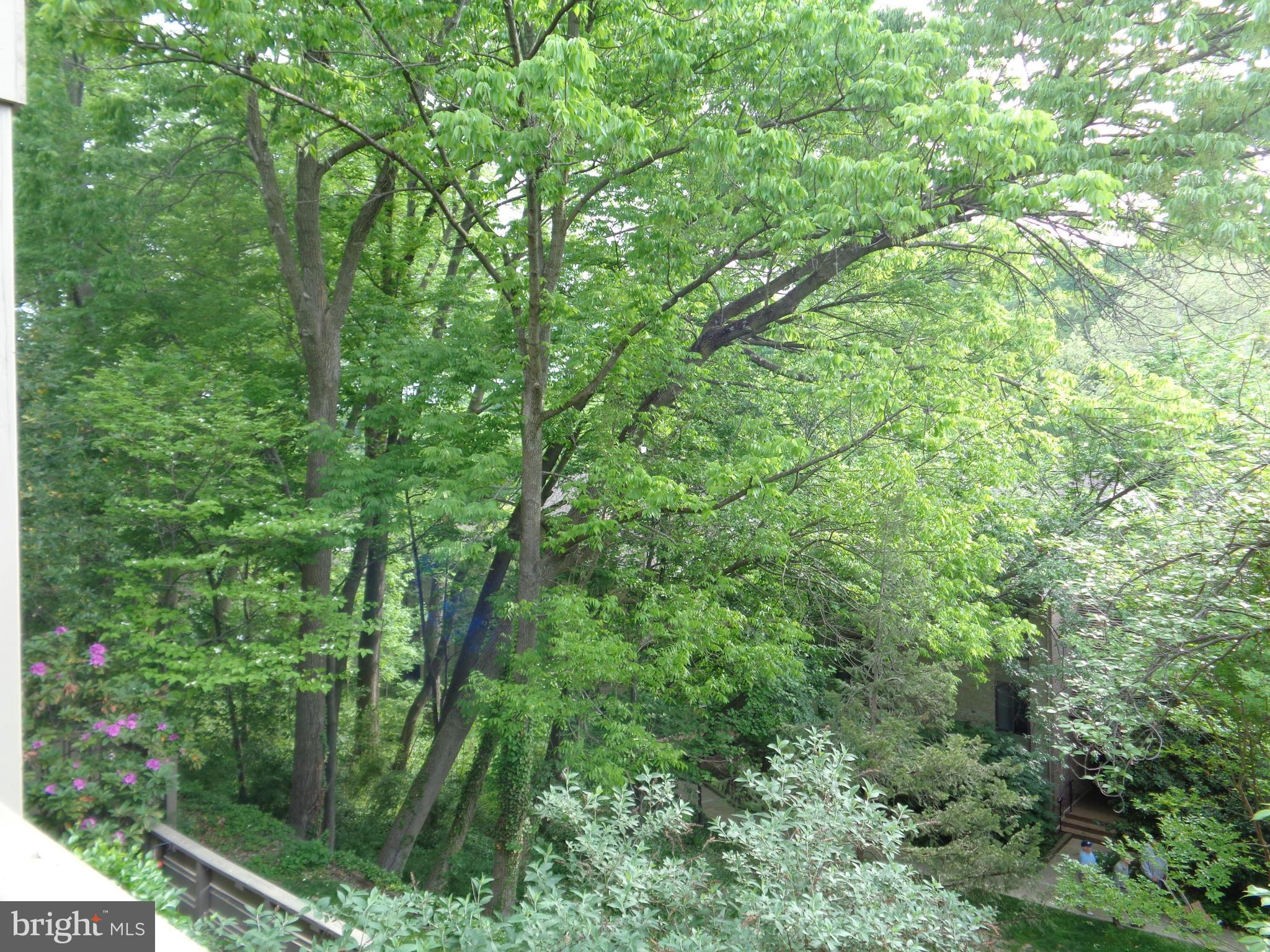 114 Cross Keys Road, Unit R114D Baltimore, MD 21210 - Photo 17 of 22 a view of a lush green forest