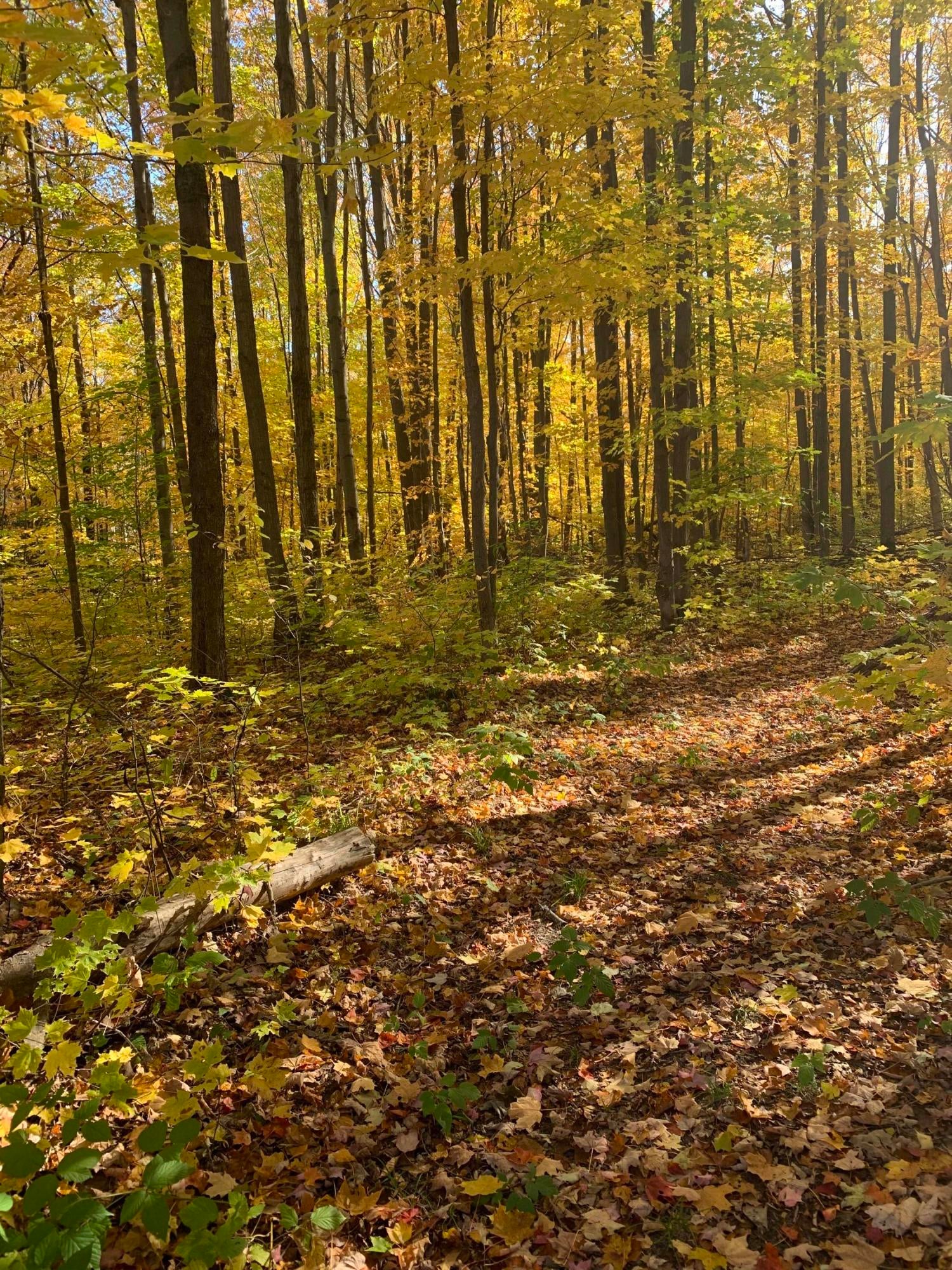 West Babbitt Road Frederic, MI 49733 - Photo 6 of 8