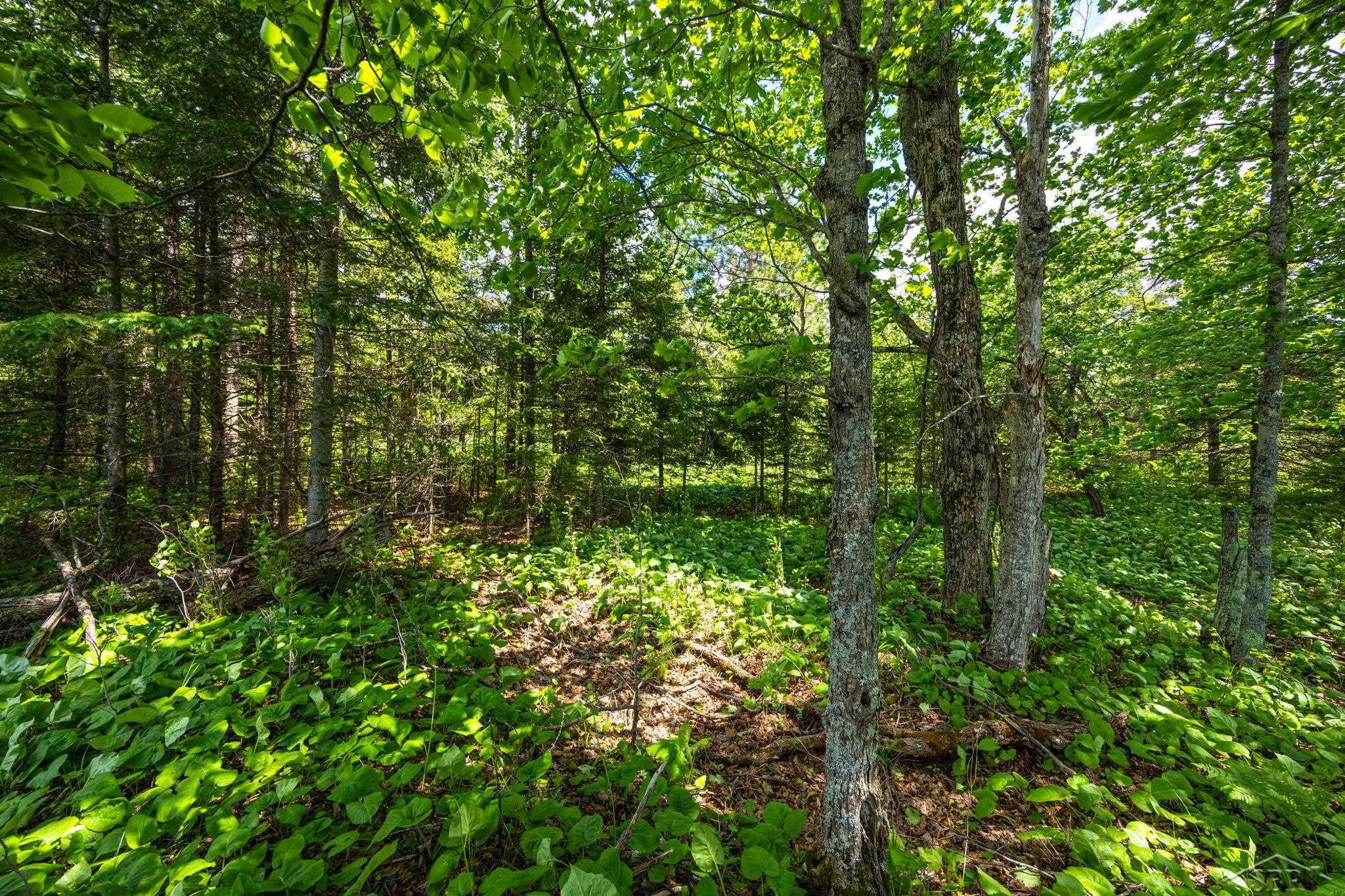25615 Leo S Road Watton, MI 49970 - Photo 68 of 72