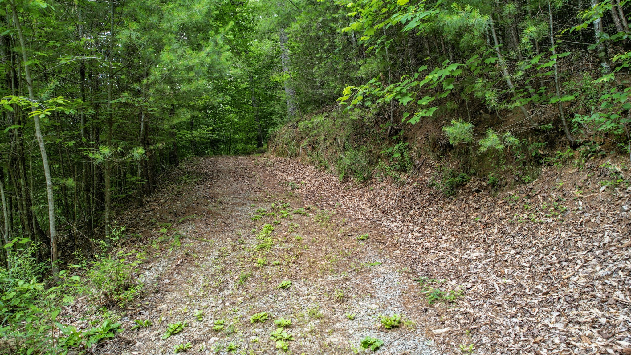 201 Campbell Branch Road Reliance, TN 37369 - Photo 87 of 99