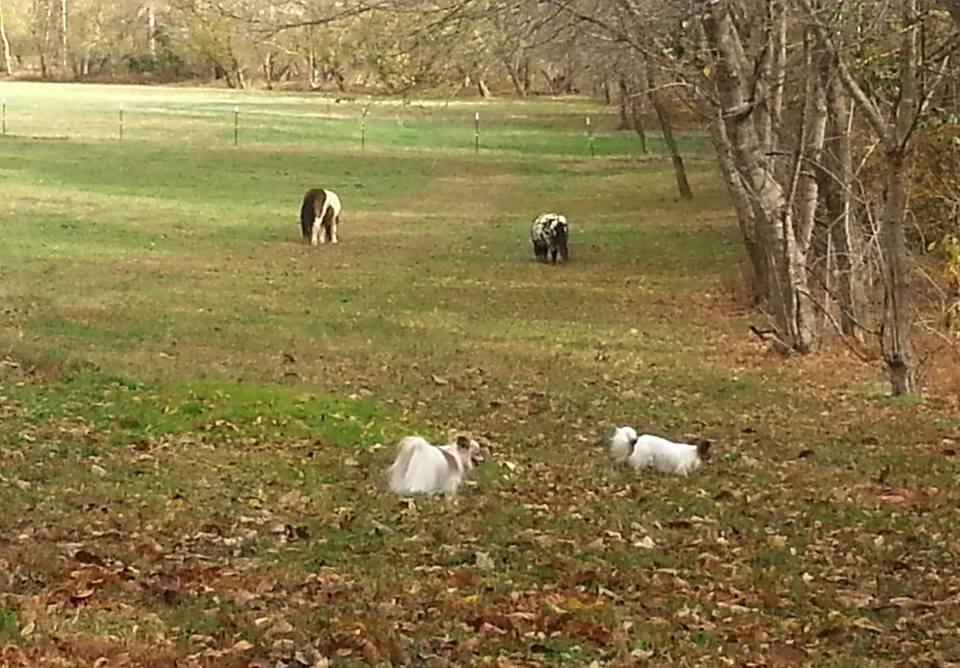 489 Old Fort Road Rocky Mount, VA 24151 - Photo 67 of 68 fallwithhorses