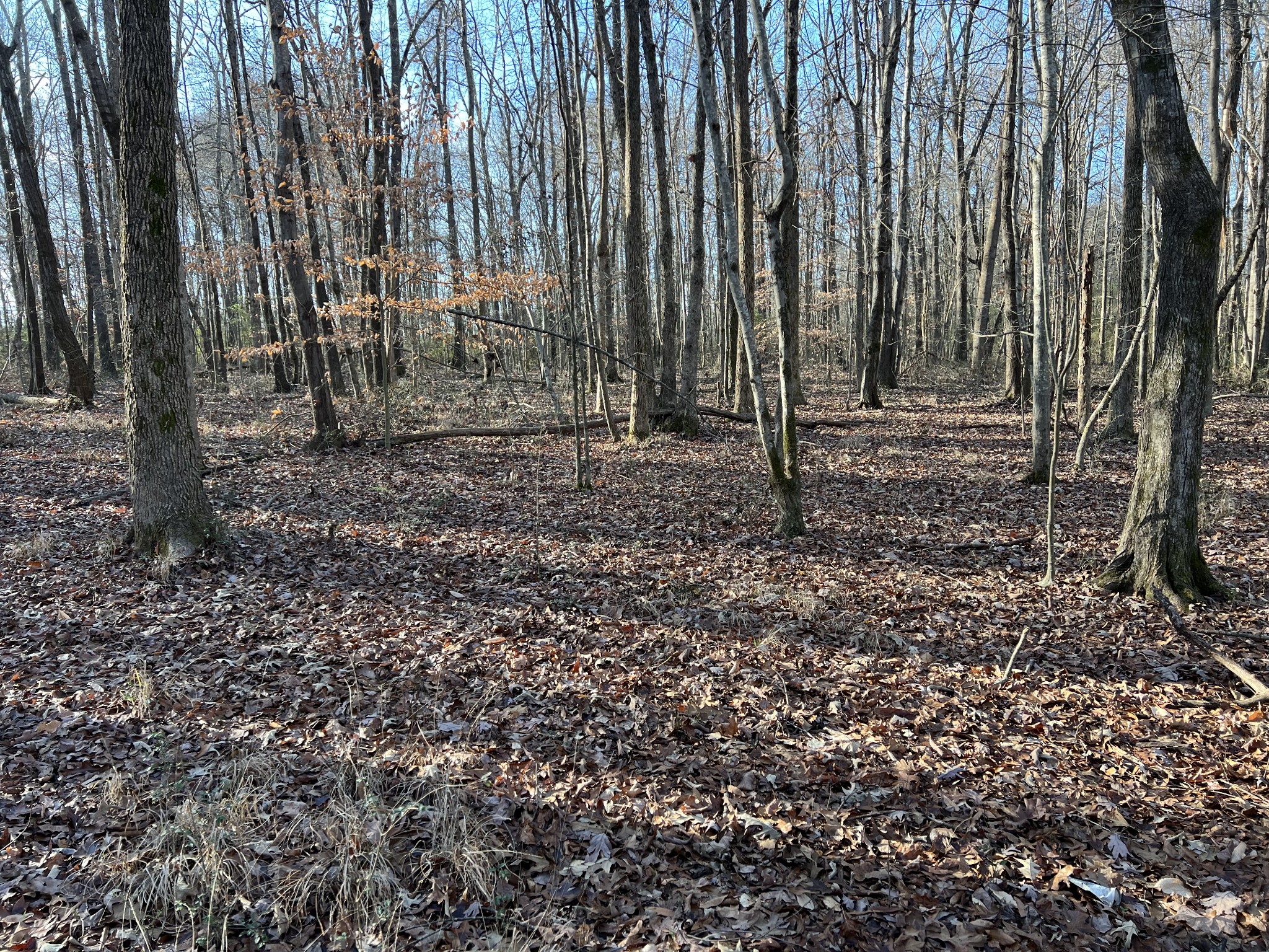 106 Shotwell Road Lawrenceburg, TN 38464 - Photo 15 of 46 Gallery Image 15