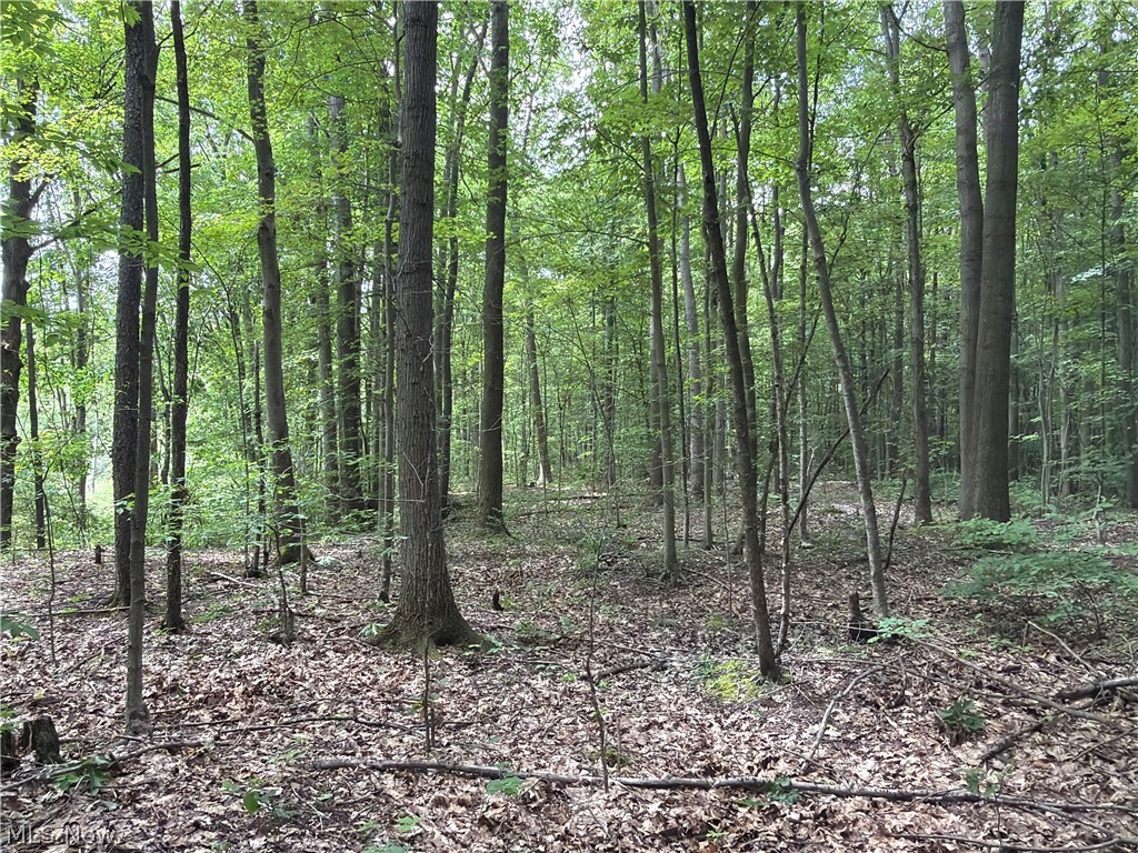 Crosby Cook Road Rome, OH 44085 - Photo 2 of 48 Wooded lot featuring mature trees with green foliage and a natural ground cover of fallen leaves