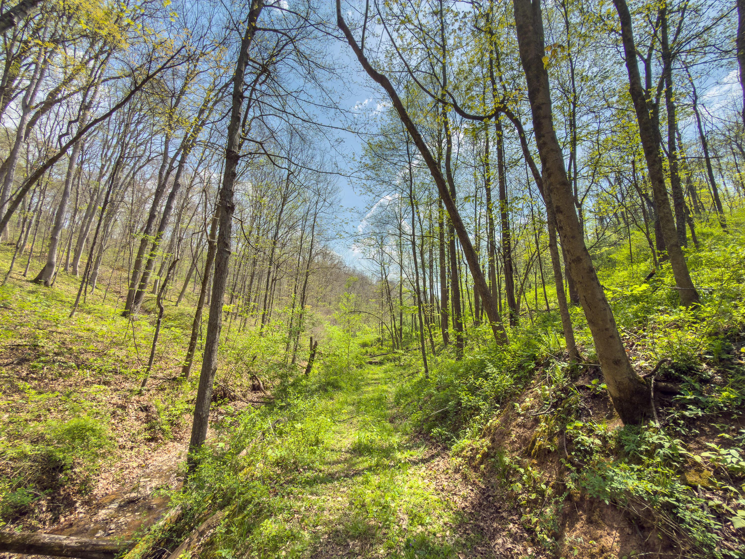 0 Beardmore Road Wingett Run, OH 45789 - Photo 16 of 43 beardmore rd-16