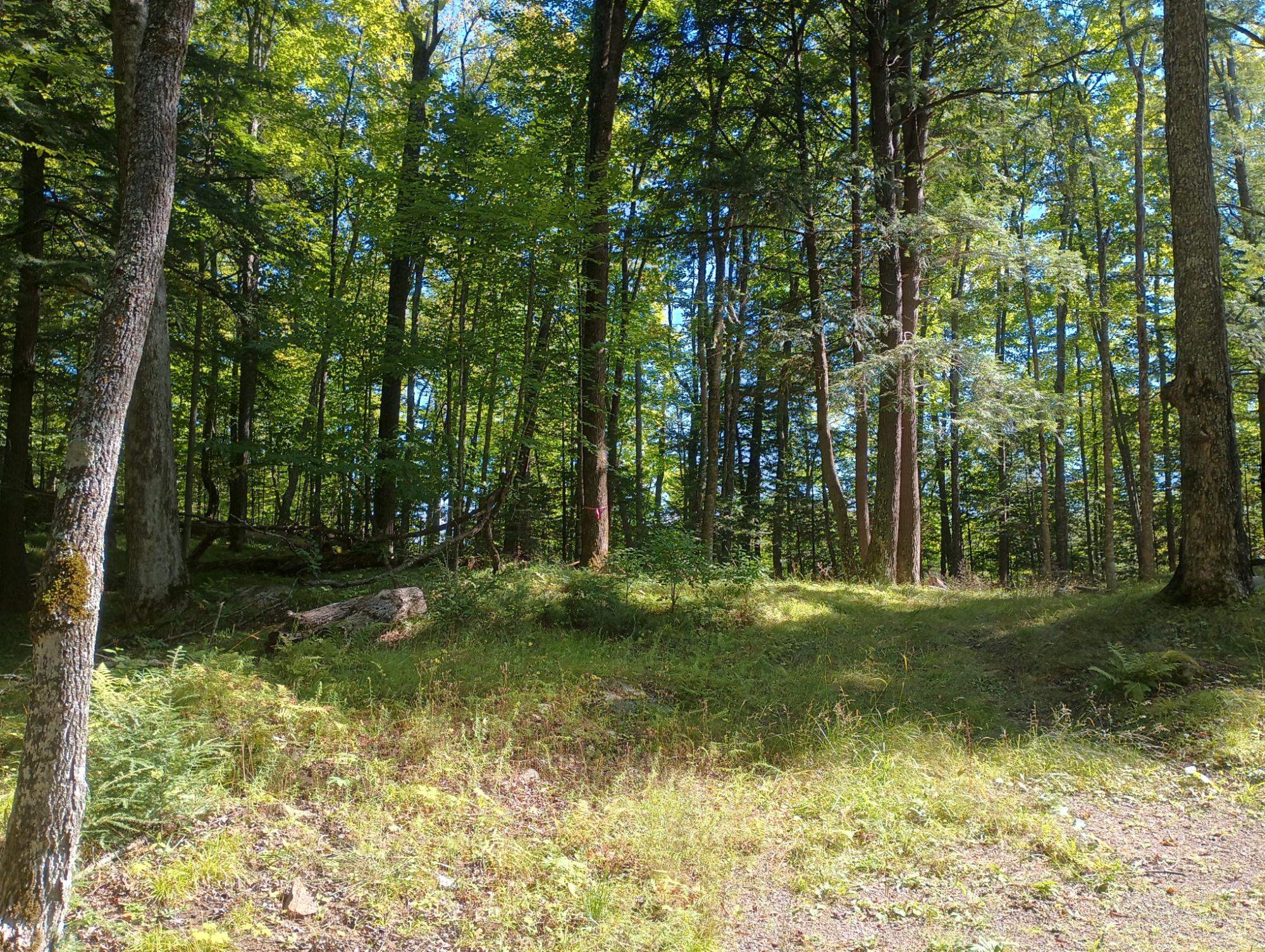 5196 Forest Road Mercer, WI 54547 - Photo 2 of 7 Gallery Image 2