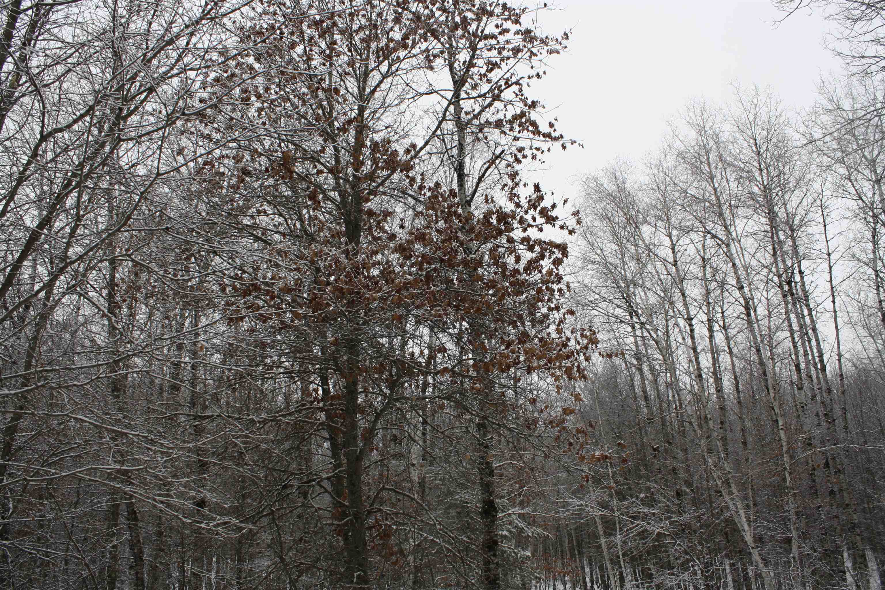 On W Rapids Lake Tomahawk, WI 54539 - Photo 11 of 56