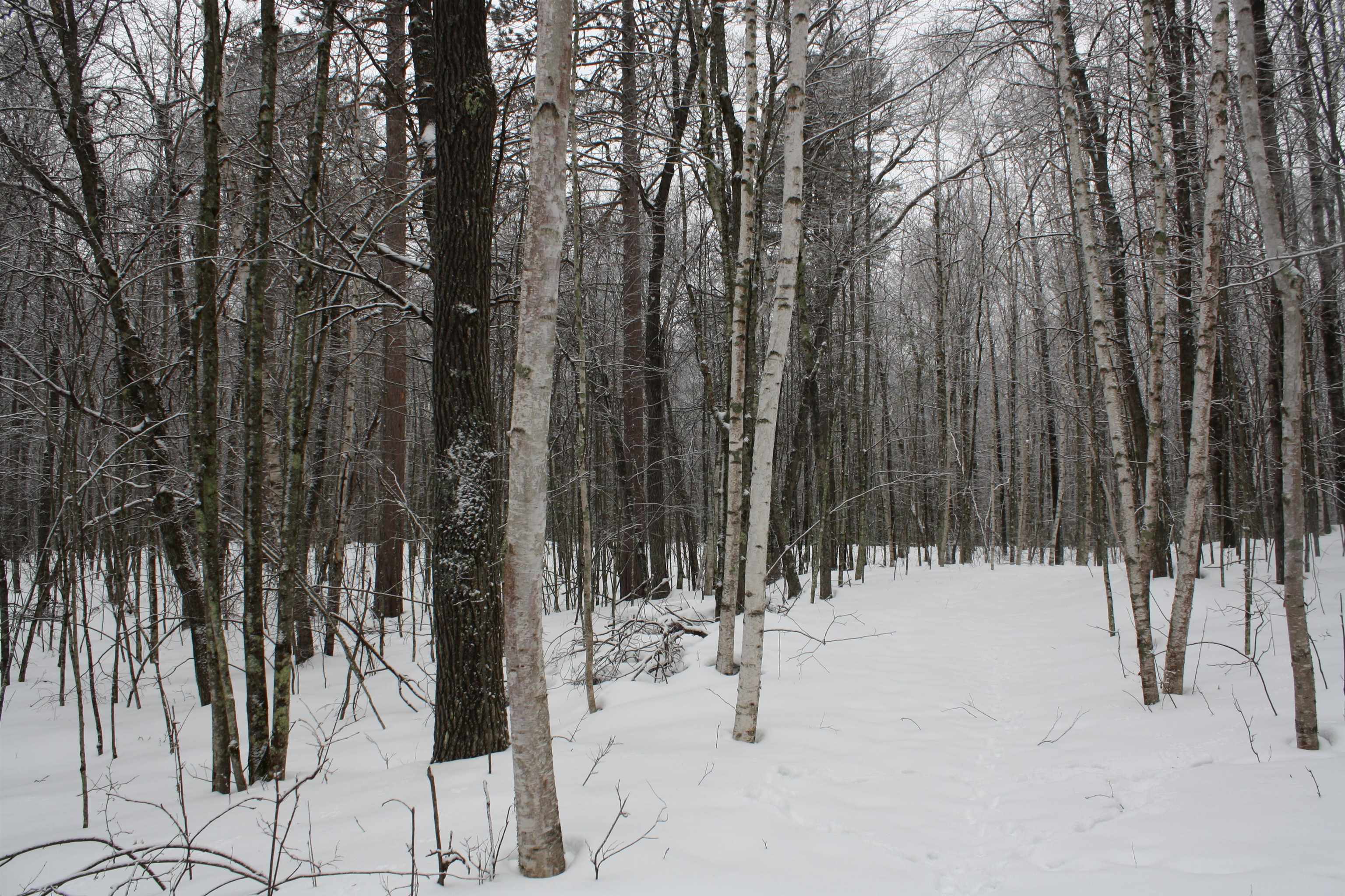 On W Rapids Lake Tomahawk, WI 54539 - Photo 15 of 56