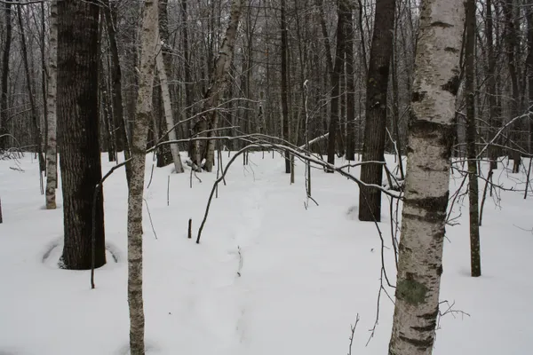 $600,000 | On W Rapids, Lake Tomahawk, WI 54539