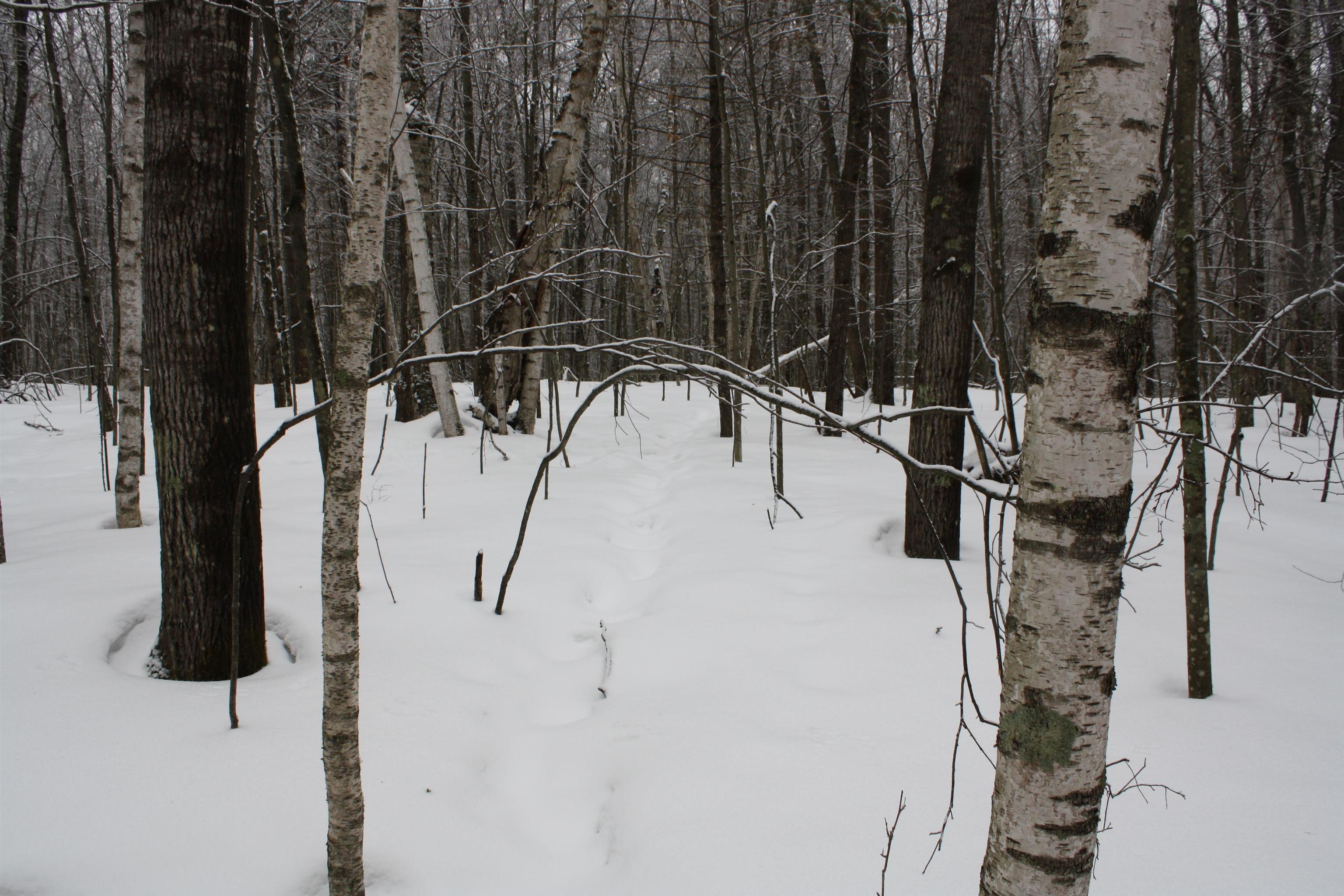 On W Rapids Lake Tomahawk, WI 54539 - Photo 16 of 56