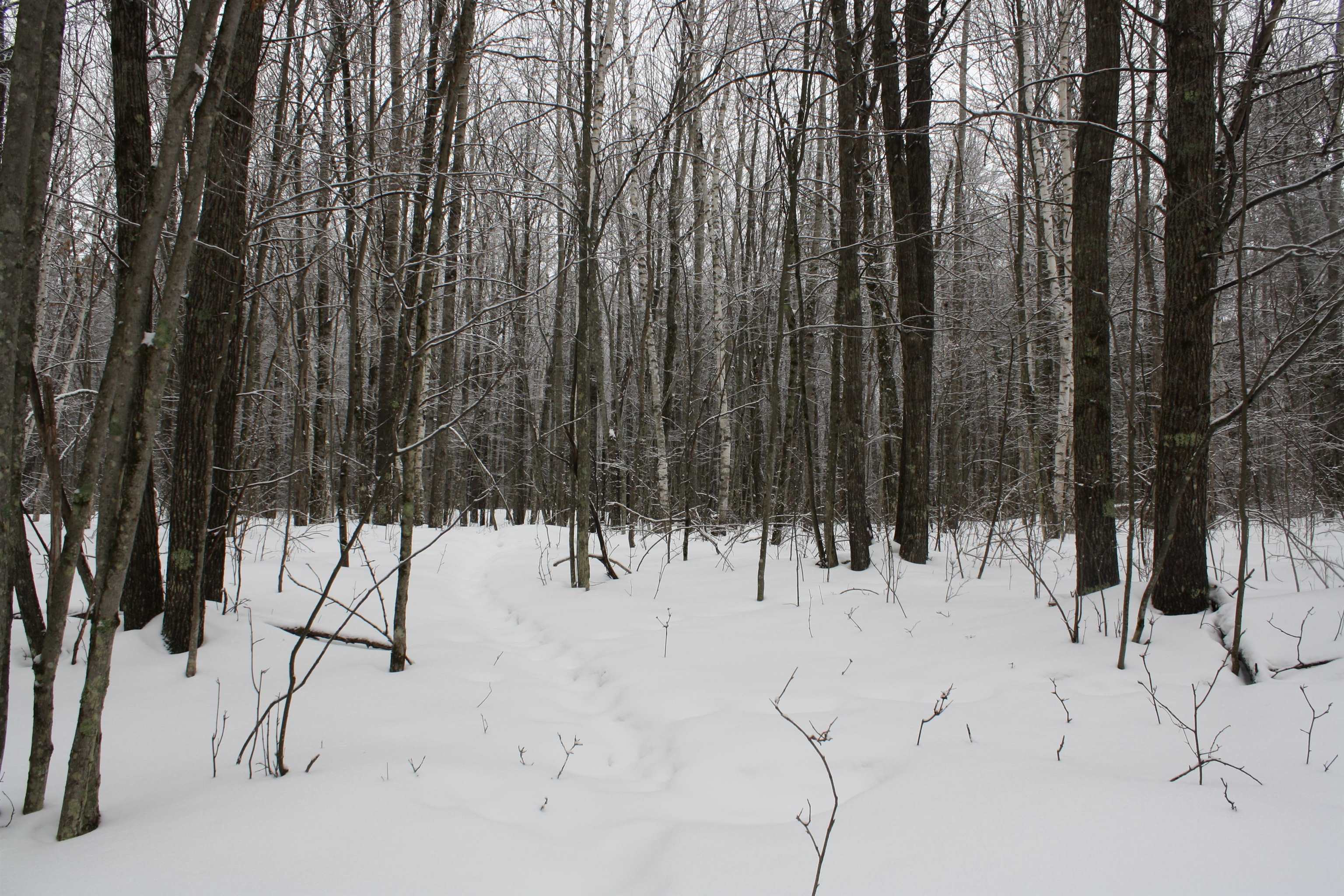 On W Rapids Lake Tomahawk, WI 54539 - Photo 21 of 56