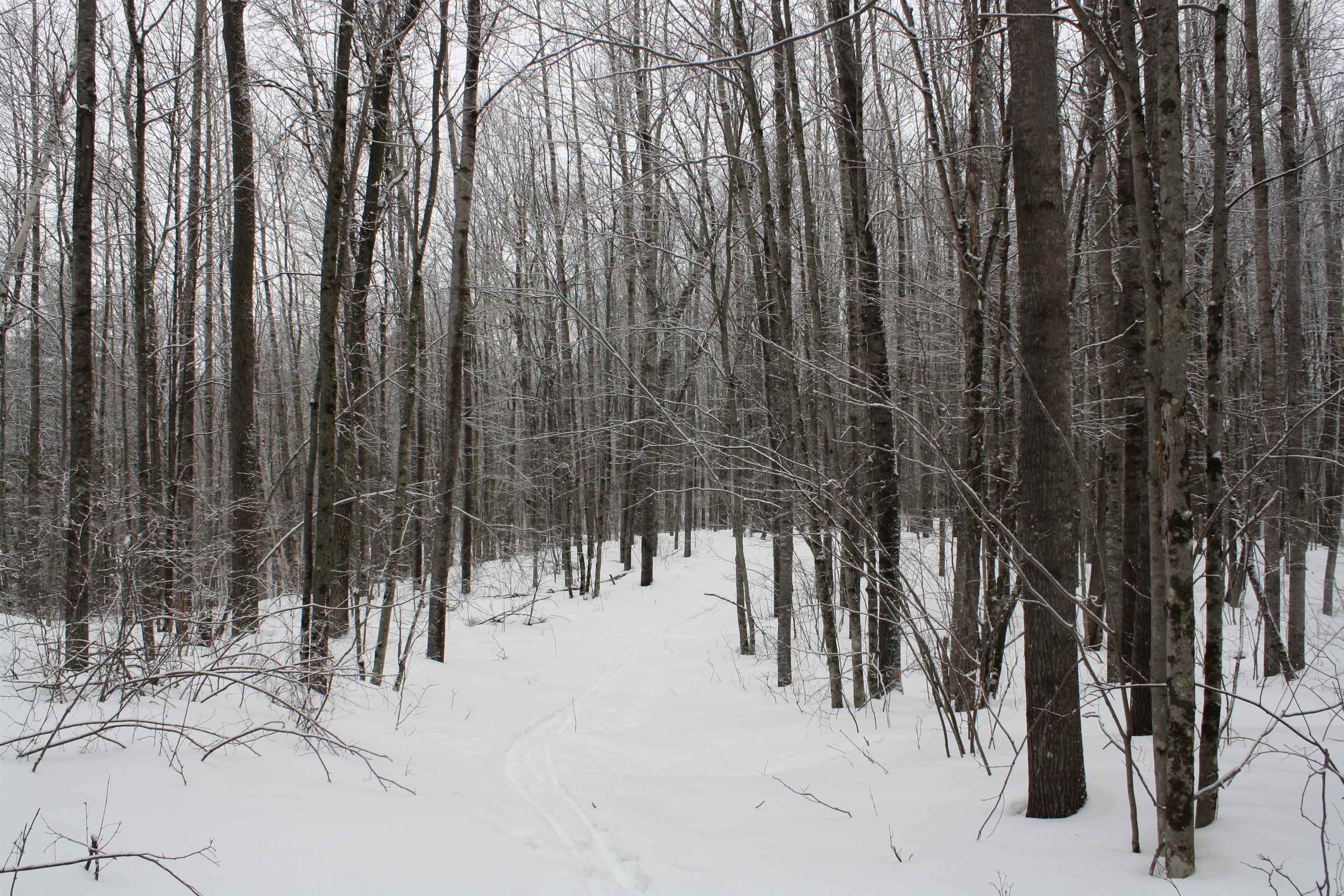 On W Rapids Lake Tomahawk, WI 54539 - Photo 23 of 56