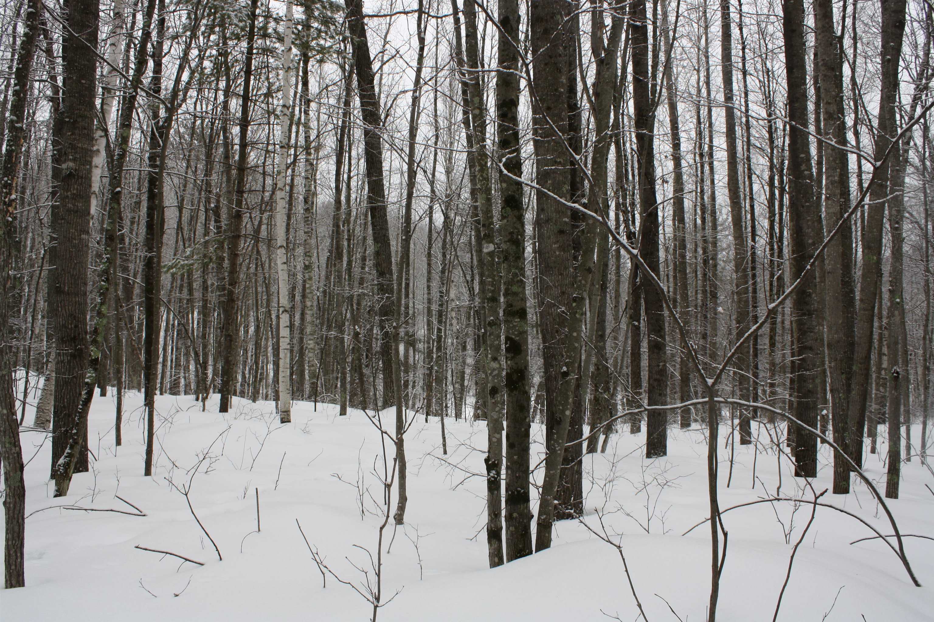On W Rapids Lake Tomahawk, WI 54539 - Photo 24 of 56